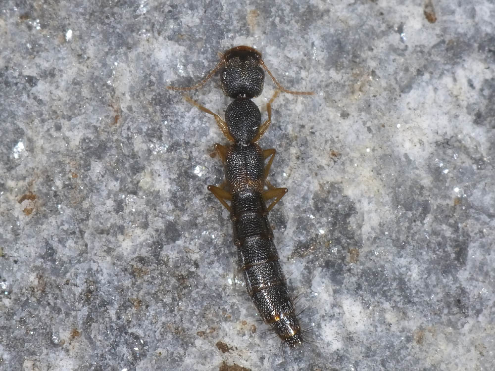 Astenus procerus (cf.)